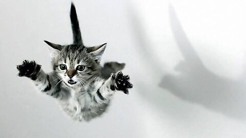 Cat funny 3