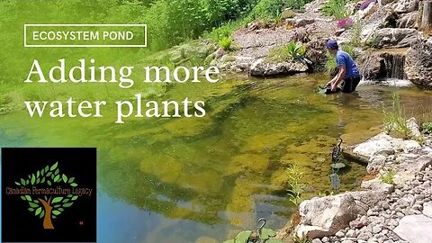 Adding water plants to the ecosystem recreation pond