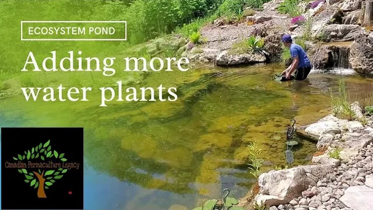 Adding water plants to the ecosystem recreation pond