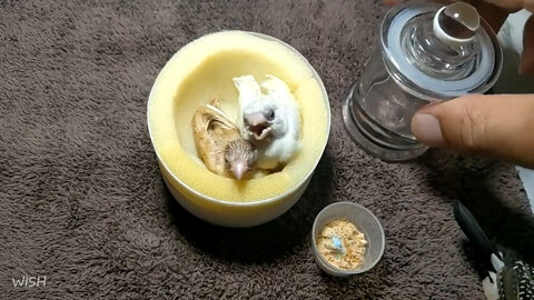 Hand Feeding Yellow Back Gouldian & Fawn Social Finch Baby