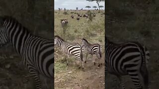 Our Encounter with Herds of Zebras and Wildebeest !🤔#shorts #safari #travel #travelling