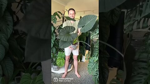 Alocasia ‘Regal Shields’ #houseplants #indoorplants #shorts