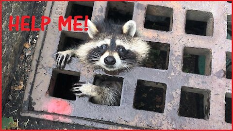 ◄≈ SHOCKING ≈► Animals in Danger Ask for Help