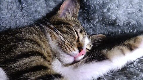 Lazy Little Cat Stretches