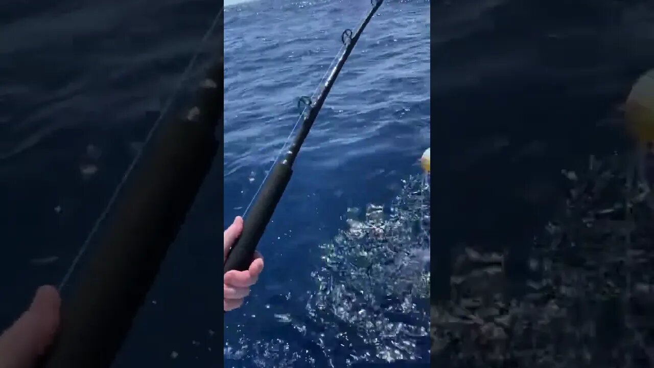 deep dropping with chum bomb #fishing