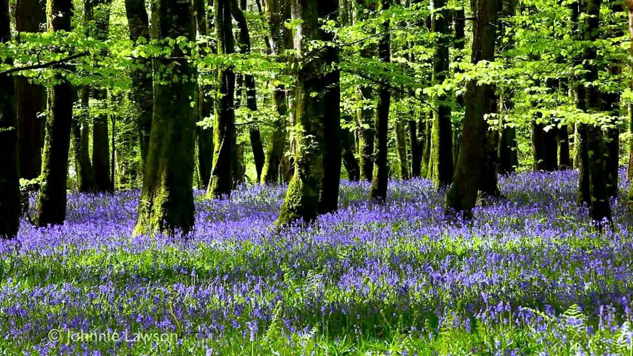 Nature Sounds And Singing Birds Sounds (Relaxing Video)