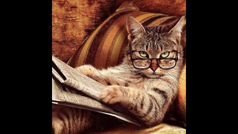Smart and funny animal.. "The Smart Cat"