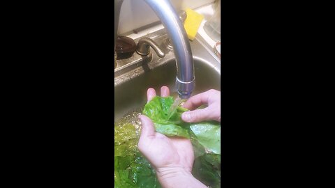 washing greens