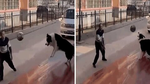 A dog playing volleyball