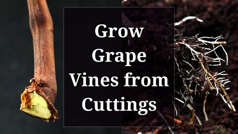 Grow Grape Vines from Cuttings: Hardwood Propagation