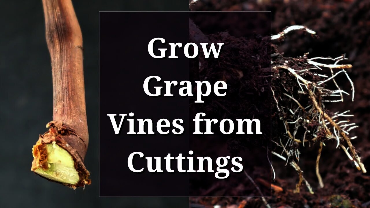 Grow Grape Vines from Cuttings: Hardwood Propagation