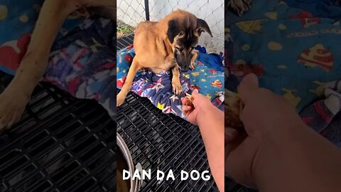 TAMING THE WILD DOG 🐕 #shorts