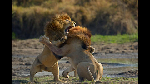 DOVE TI NASCONDI?? PERCHE' TI NASCONDI?? ESCI FUORI DALLA TANA E COMBATTI