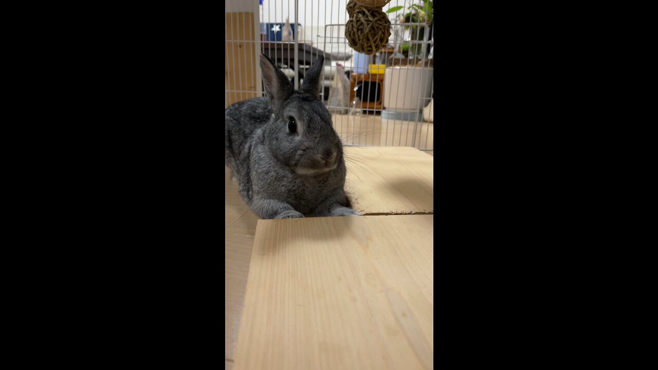 No.3 Saigo Rabbit