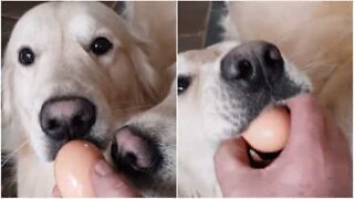 Par de Golden Retrievers é bem sucedido no desafio do ovo