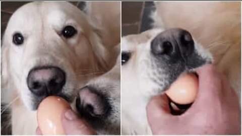 Par de Golden Retrievers é bem sucedido no desafio do ovo