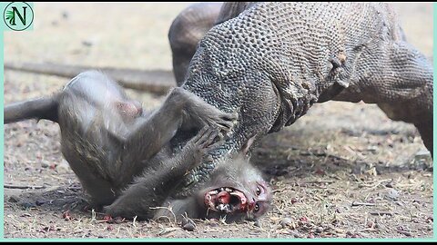 Komodo vs monkey