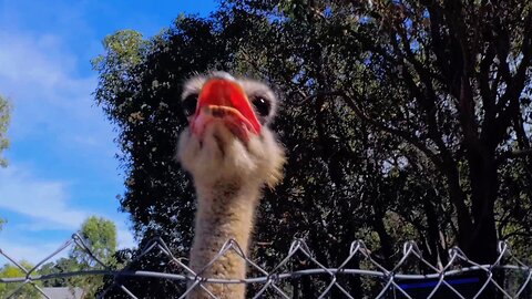 The Majestic Ostrich Observed Behind the Fence in Kohunu Park Byford Australia