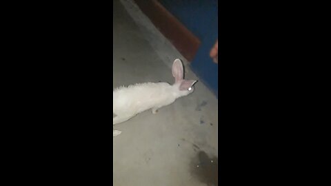white Rabbits🐰