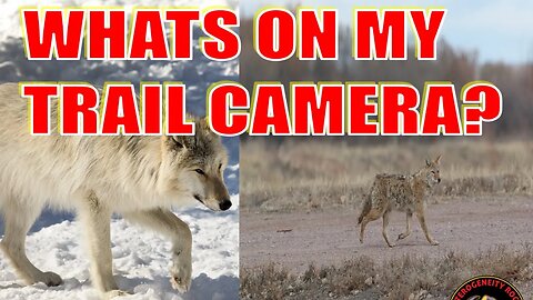 Trail Camera | Is it a Wolf or Coyote #trailcam #wolf