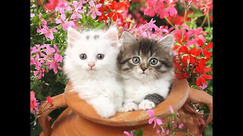 Funny Cats Videos Very Funny Video