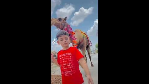 Camel