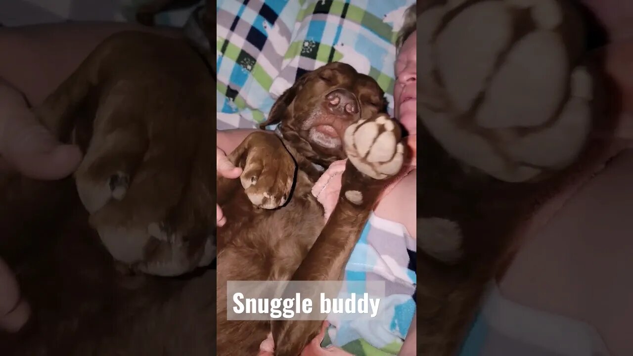 How I wake up every morning #snuggle #wakeup #lifewithdogs