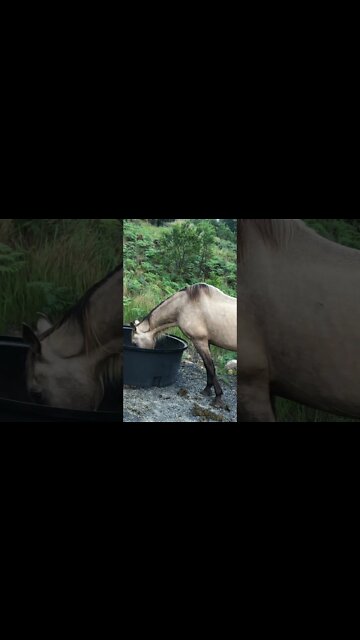 Arthur the rescue horse and Henry the dog. Forgot to post this