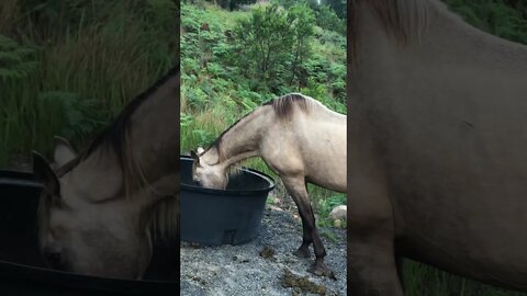 Arthur the rescue horse and Henry the dog. Forgot to post this