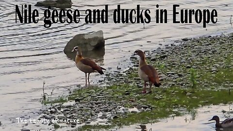 Nile geese and ducks in Europe / Beautiful birds in nature by a river.