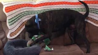 Dog ridiculously excited with Christmas present