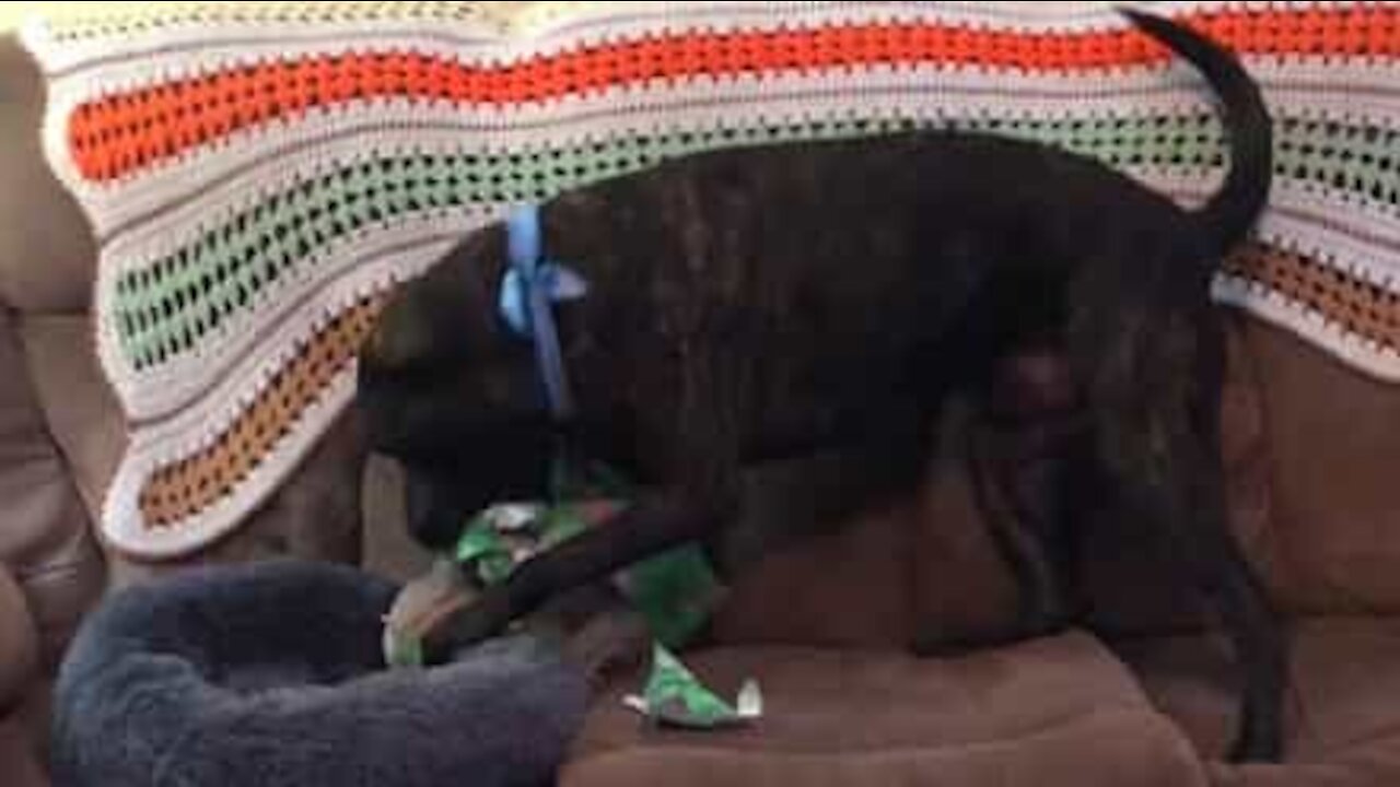Dog ridiculously excited with Christmas present