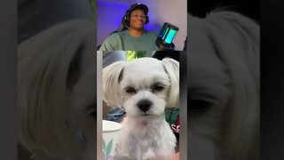 Videos I found on my report card