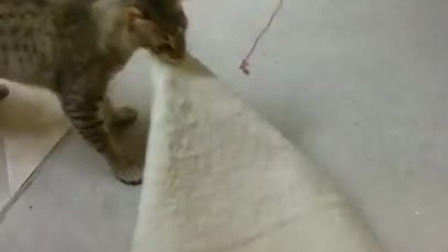 Psycho Cat Steals A Hanging Floor Mat For No Reason At All