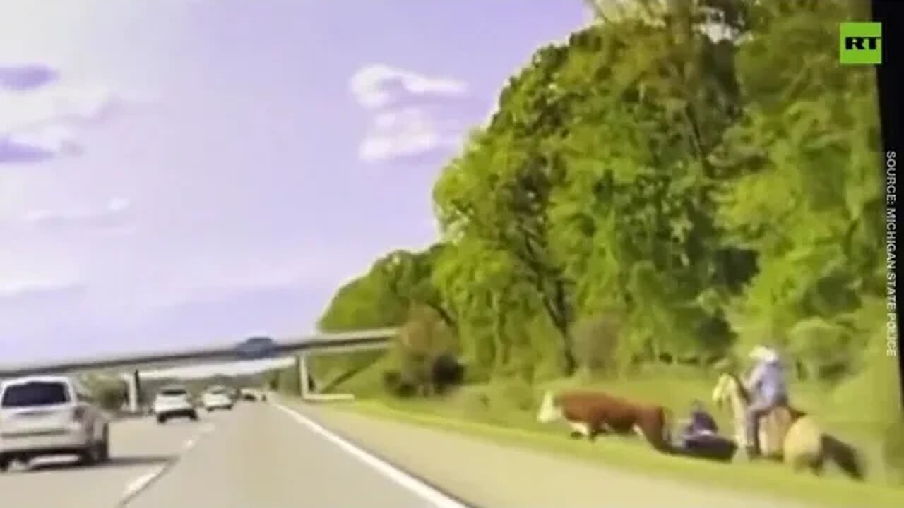 Cowboy lassoes runaway steer right in the middle of highway