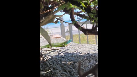 Wild baby lizard 🦎
