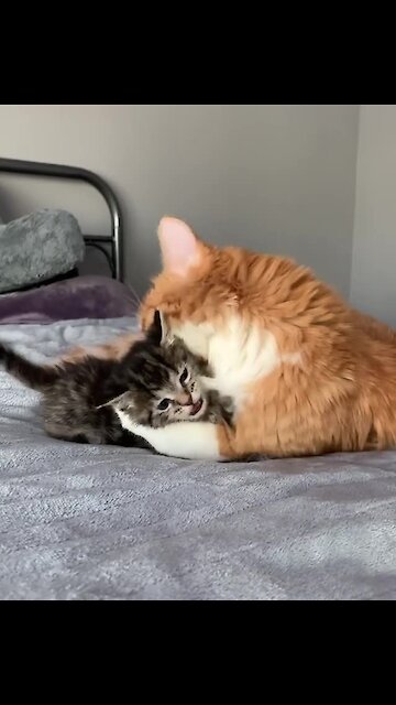 These kitten best friends will melt your heart