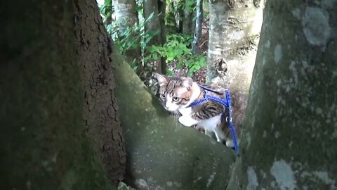 Kitten Rudolph Stalks Birds from a Tree