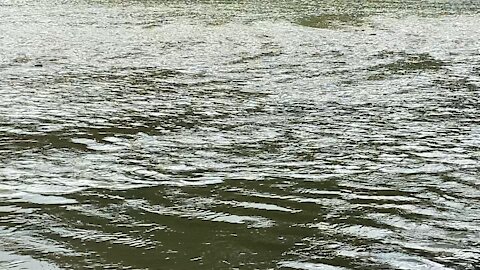 2021 Salmon run Humber River 48