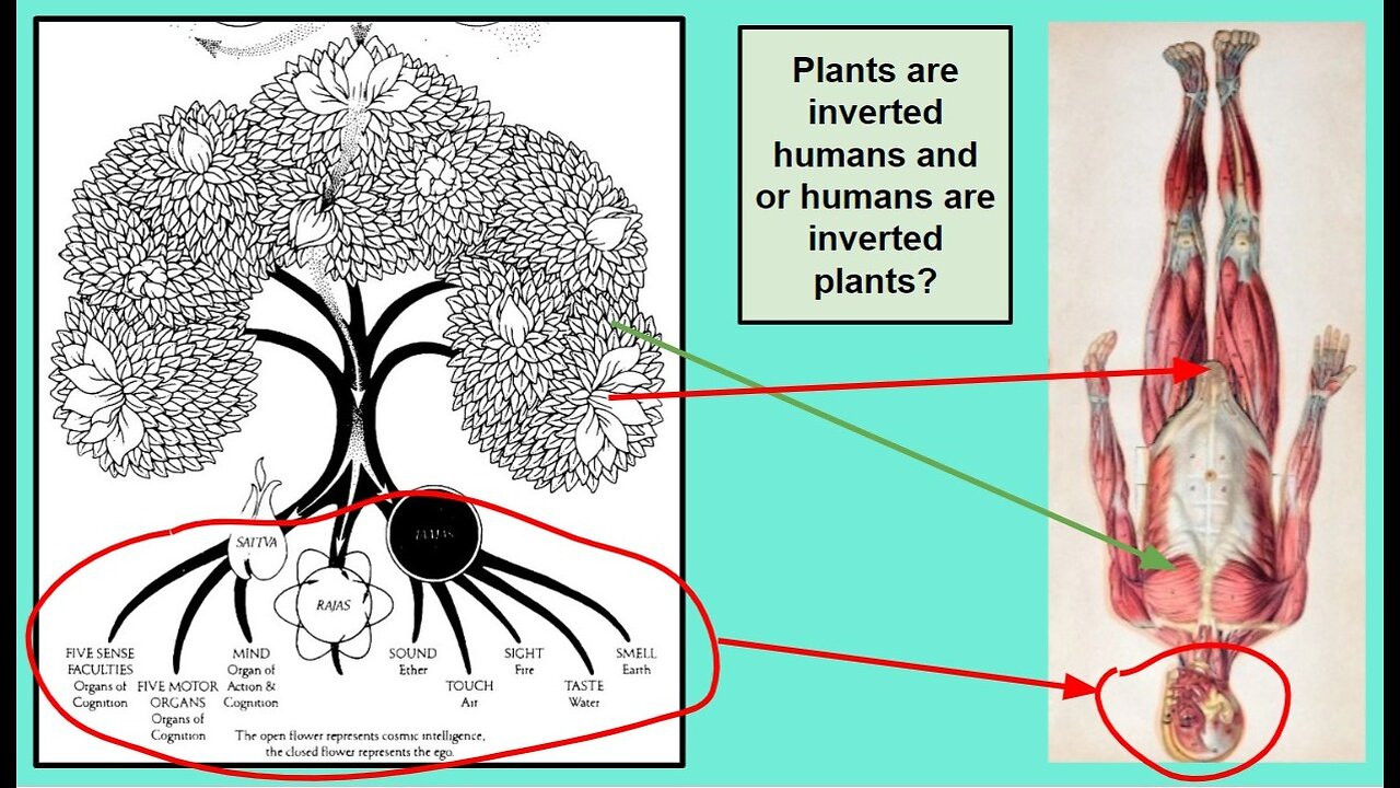 Health Alkemy Community Dinner Talk December 1 2023 - Mitochondria and Minerals