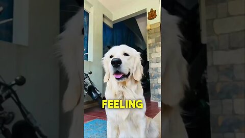 No! we are not obsessed with this song !😝 #dog #doglover #ytshorts #shorts