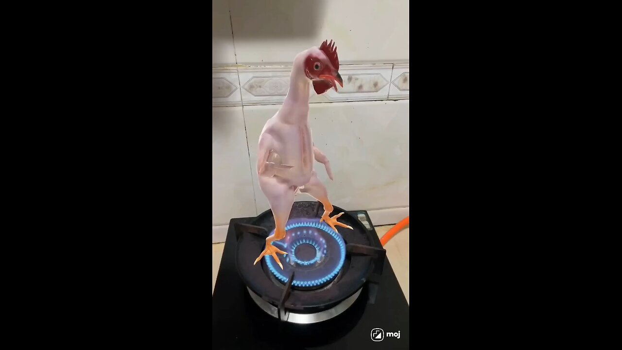 #funny videos
