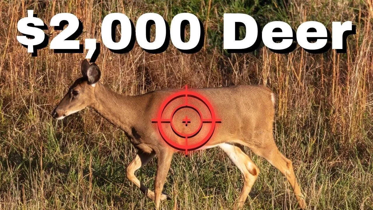 I entered a Big Doe Contest...SO MANY DEER!!!