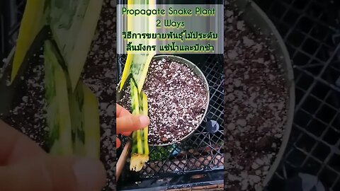 Propagate Snake Plant soak in the water & cutting) ขยายพันธุ์ต้นลิ้นมังกรชำน้ำและปักชำ #snakeplant