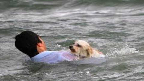 Dog Saved it's owner