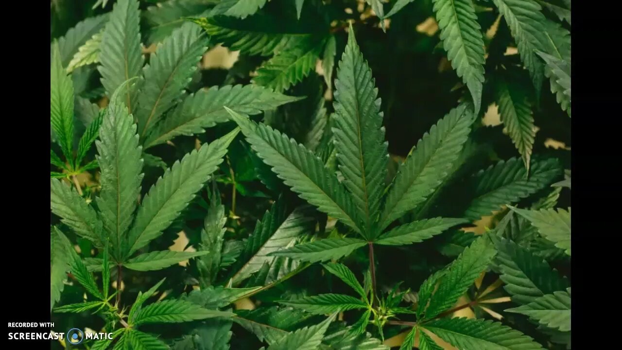 U.S. House Votes To Legalize Marijuana! Not An Aprils Fool Joke!