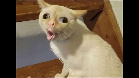Compilation of Funny Animal Troll Videos