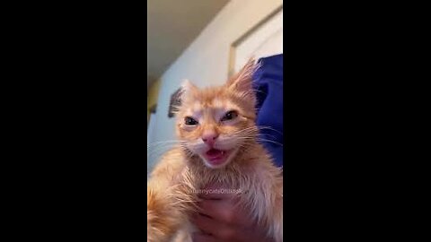 Funny Cat Video 15