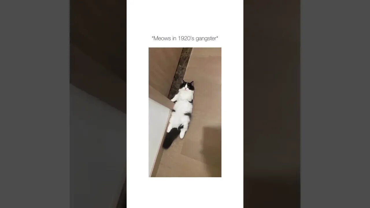 Cute Funny Cat - 47 #shorts #funny #cat #cute