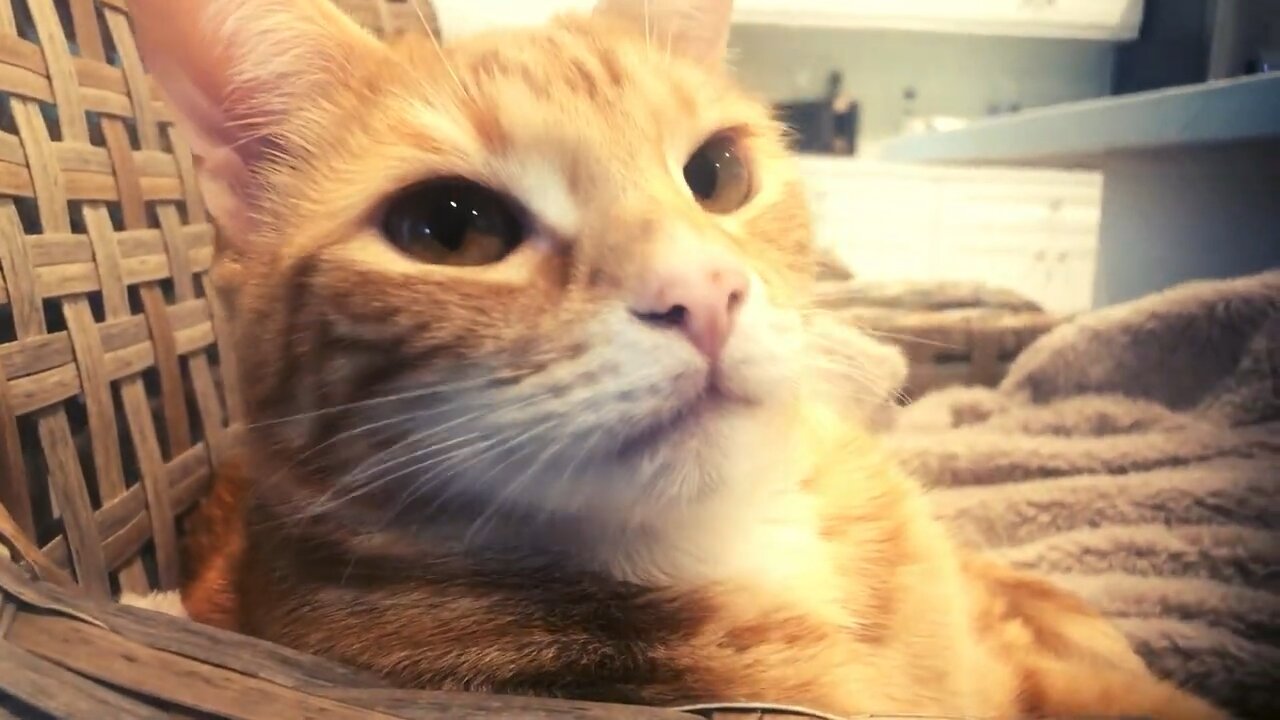 Funny CATS React to Taylor Swift 🤣 Funny Animals 😘 Cute Cats all animal love ❤